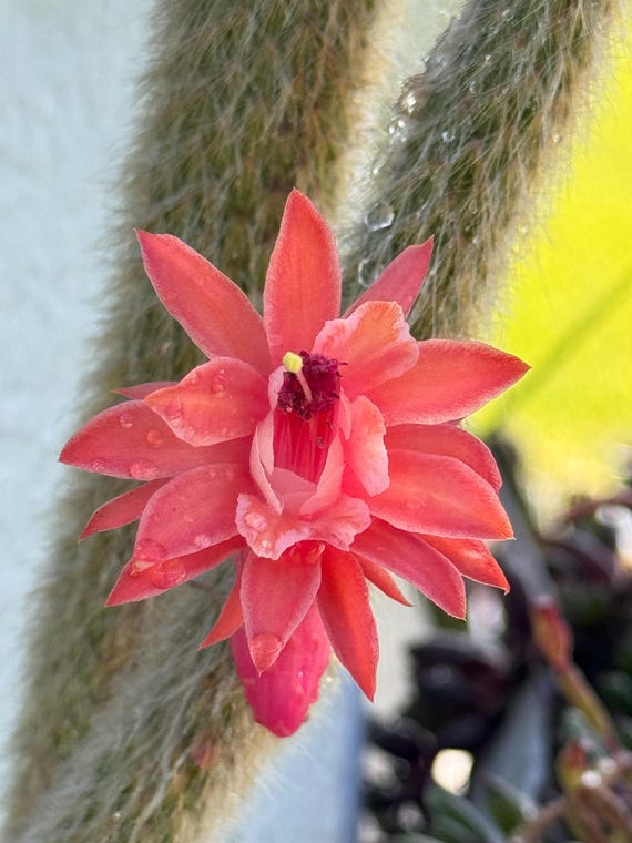 Beautiful & Rare Monkey's Tail Cactus Plant