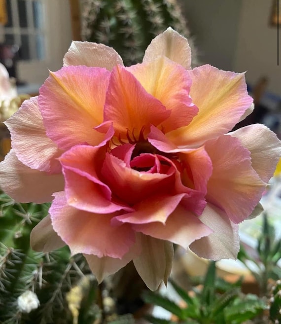 Rarely Offered ‘Lilian Harvey’ Echinopsis Rooted Starter