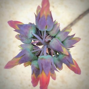 Unique Kalanchoe Tubiflora Plants-Amazing Flowers!