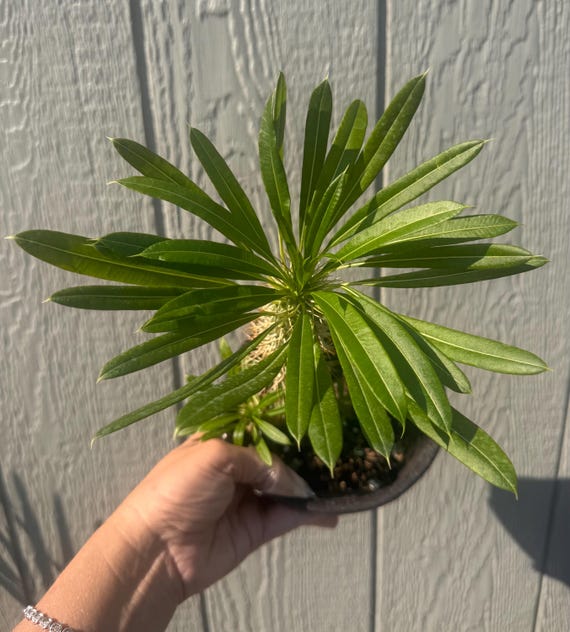 Madagascar Palm Plant-Gallons