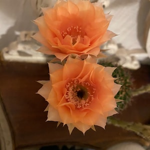 Orange Cups Echinopsis Hybrid Starters!