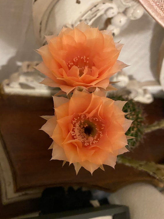 Orange Cups Echinopsis Hybrid Plant!