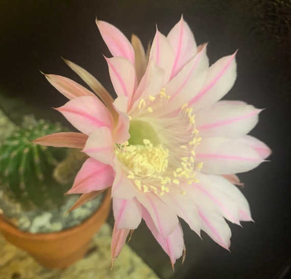 Hans Sach's Echinopsis Hybrid Plant