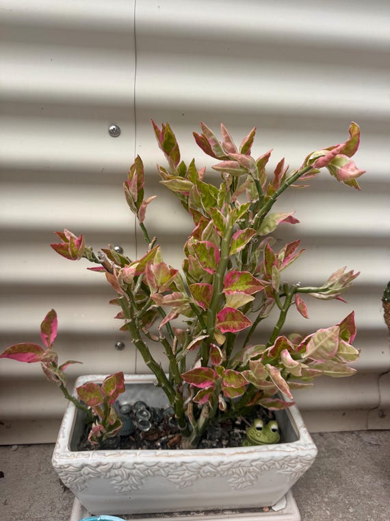 Red Bird Plants-4" Pot