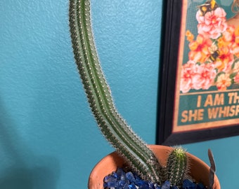 New Offering! Zelly 7 x Zelly 27 Trichocereus Plant!