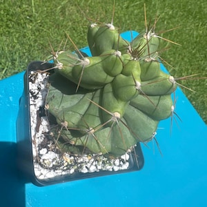 Cereus Forbesii Spiralis Cactus Plant!