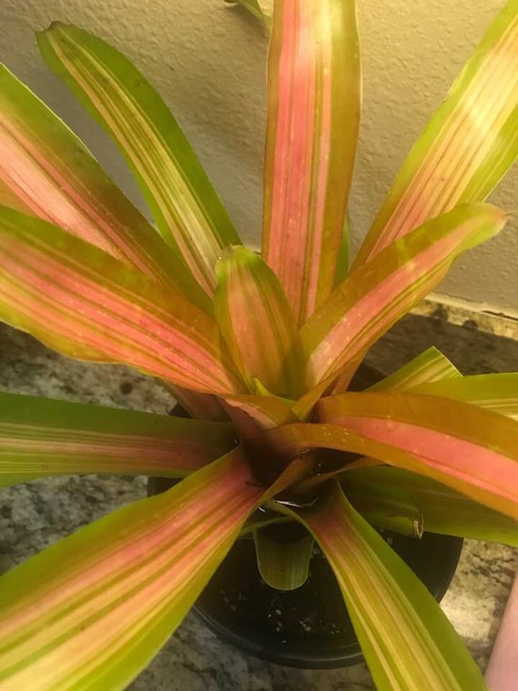 MARTIN Bromeliad-Stunning! Rooted Starters