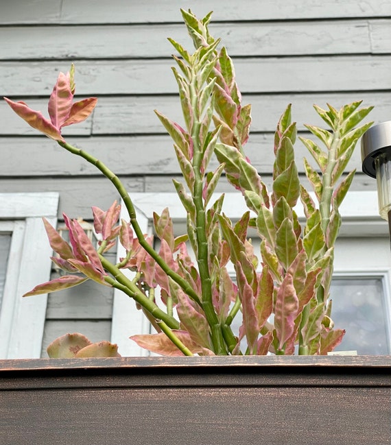 Red Bird Plants-4" Pot