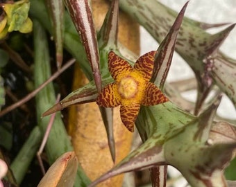 Orbea Schweinfurthii! 4” Pot