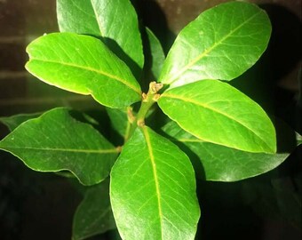 Large Bay Laurel Trees-GALLON! Must have for the chef!