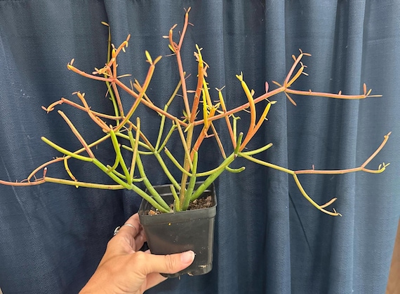 Beautiful Firestick Pencil Cactus!