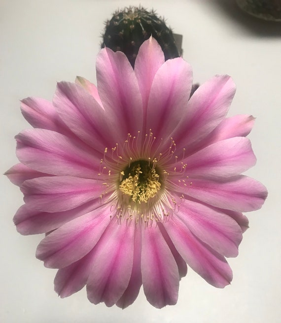 Flatty Cake Echinopsis Hybrid-Blooming Size!