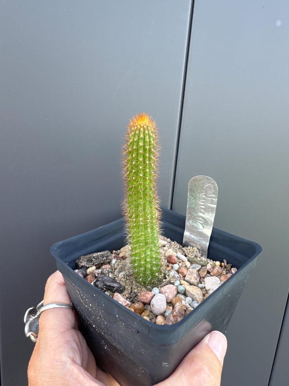 Pretty Woman Hildewintera Hybrid Plant!