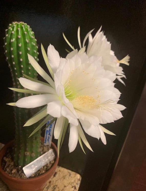New! Olympicus Trichocereus Cactus Plant!