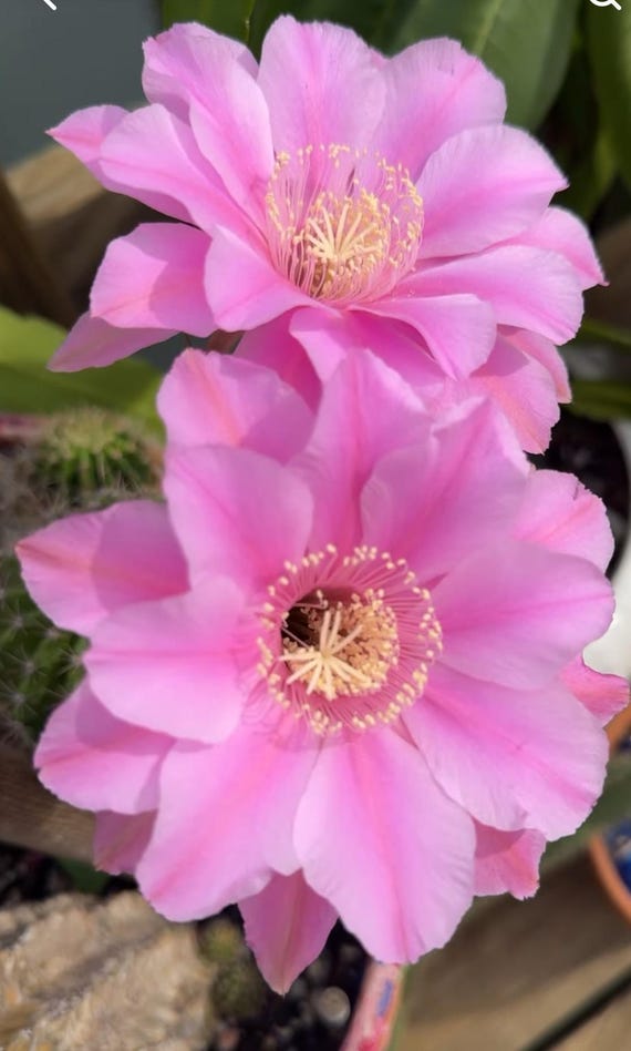 Nancy Scott Echinopsis Hybrid Starter-Bob Schick Hybridizer