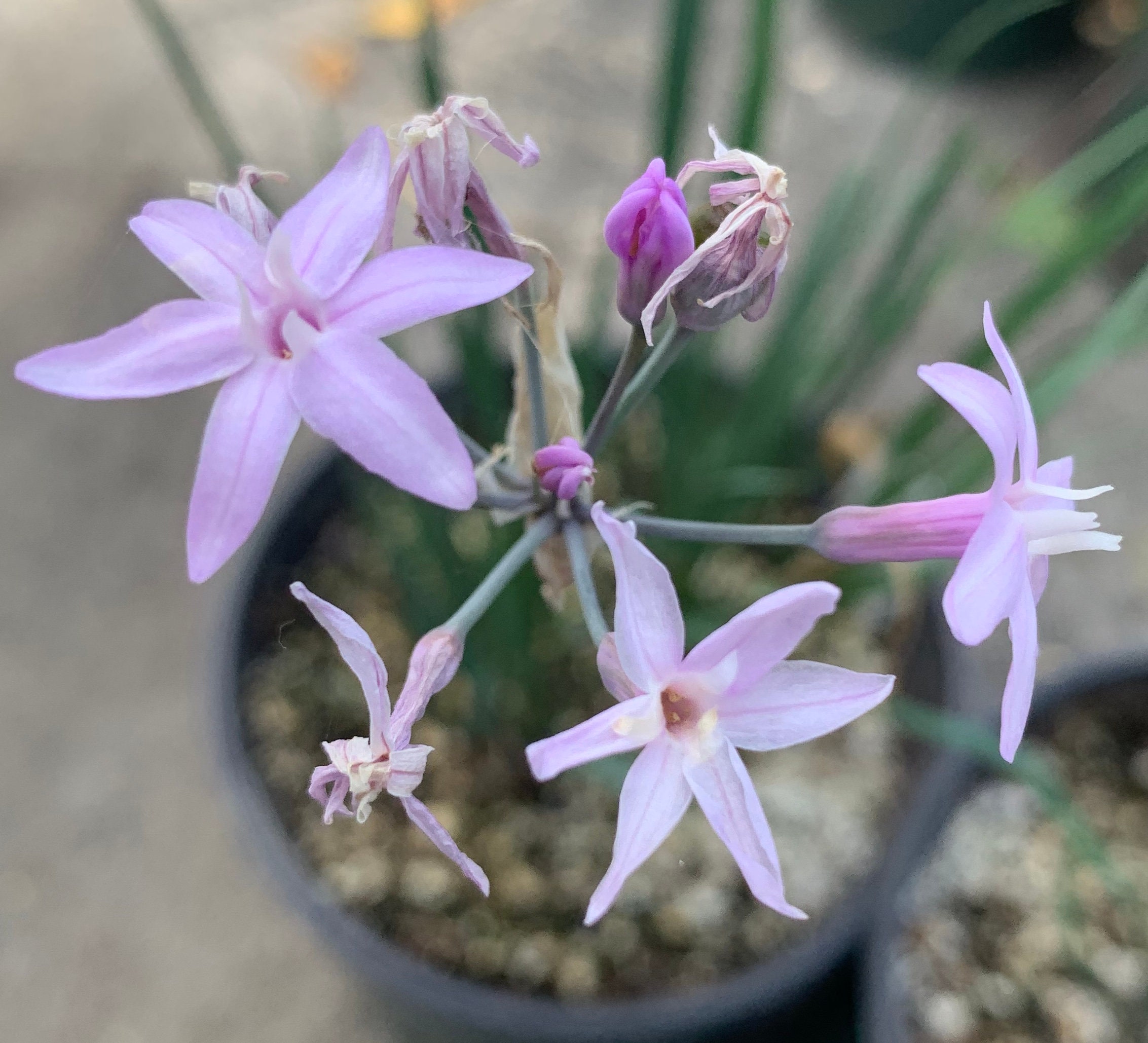 Society Garlic Gallon Plants! New Offering!