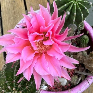 New Offering! Intensiv Echinopsis Plant!