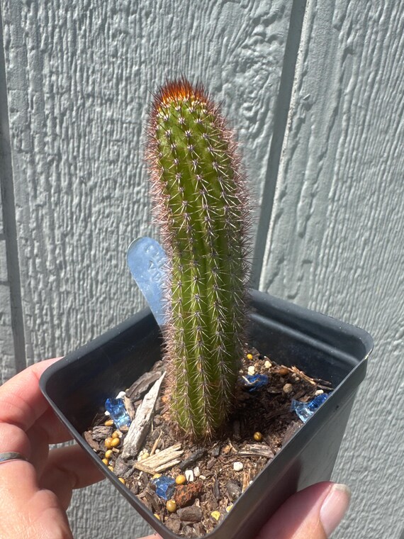 Pretty Woman Hildewintera Hybrid Starters!