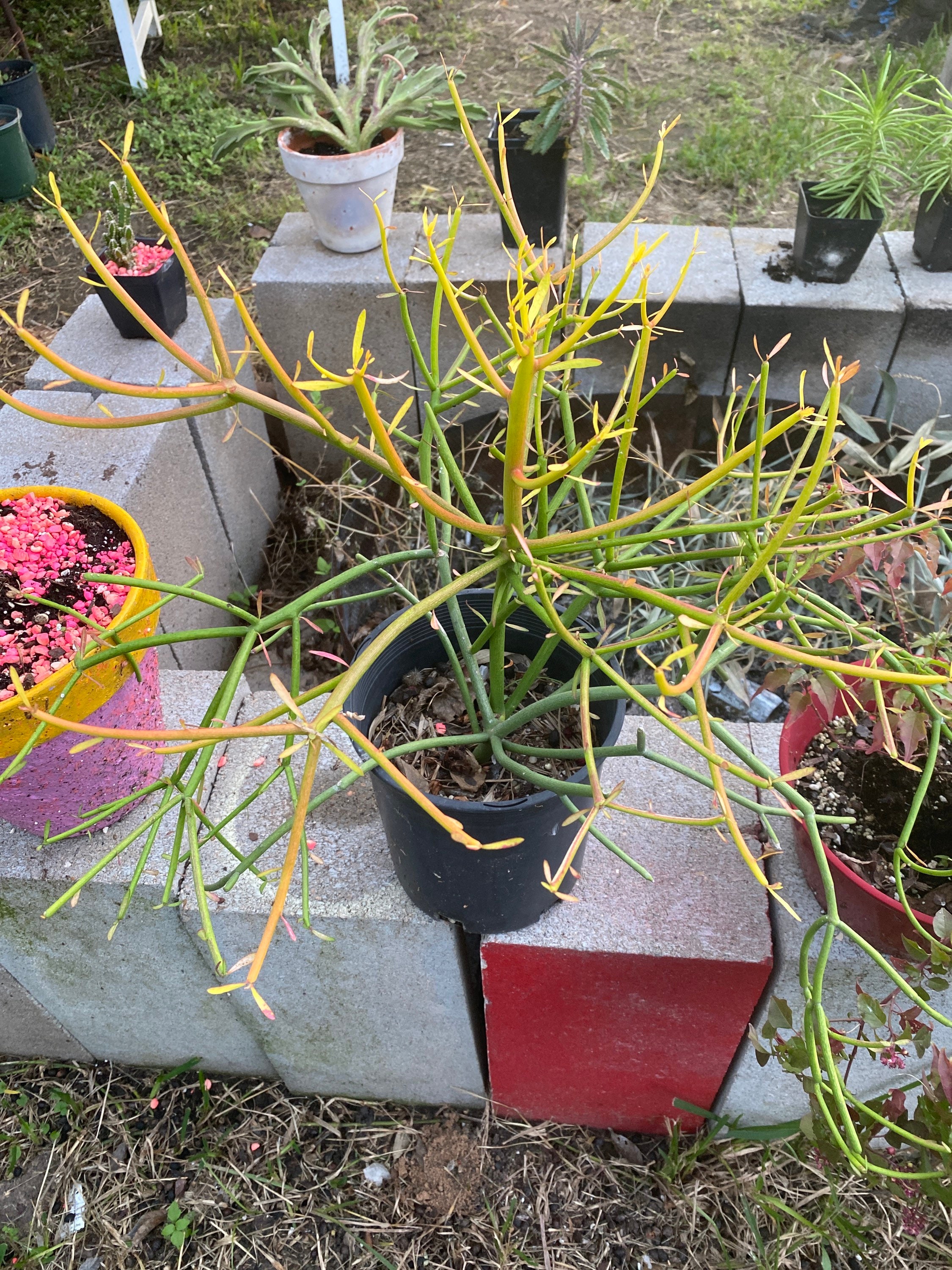 Beautiful Firestick Pencil CactusGallons