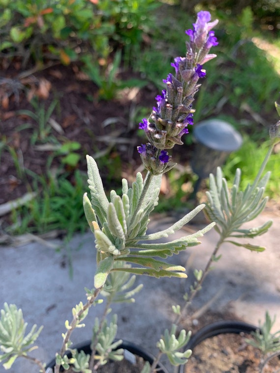 Fragrant 'Goodwin Creek' Lavender Plants!