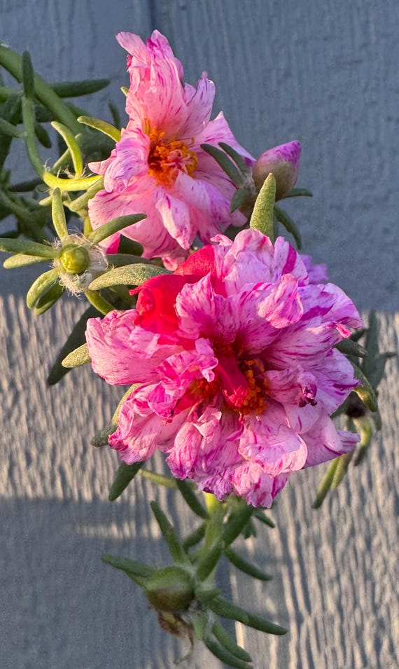 Sundial Peppermint Portulaca Plants!