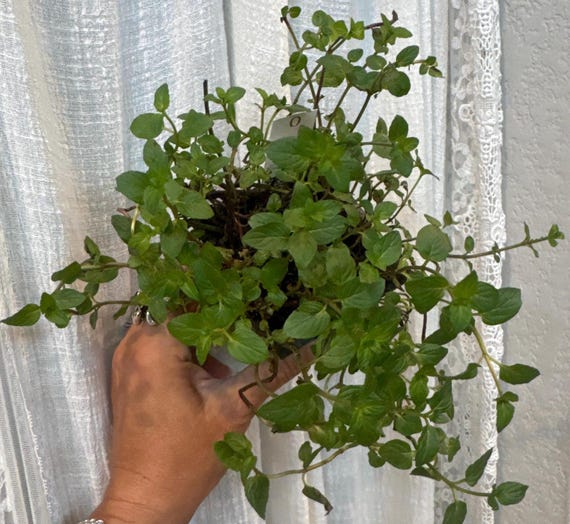 CHOCOLATE MINT Plants! Andes, anyone?