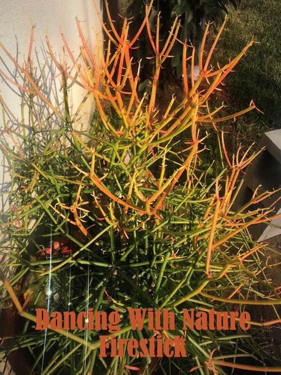 Beautiful Firestick Pencil Cactus-Gallons