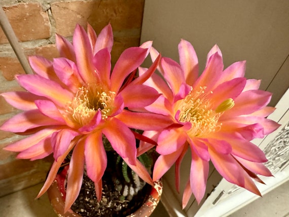 New Offering!  'Betty Boom’ Trichocereus Plant!