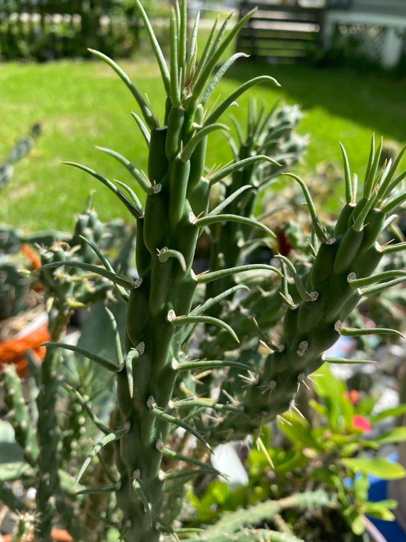 Cholla Cactus