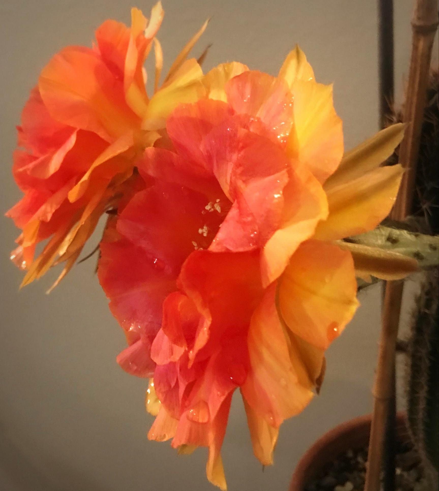 Fond Adieu Echinopsis Blooming Size Plant