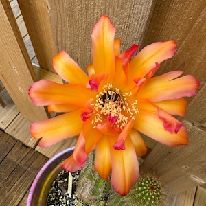Exquisite &#39;Pink Topaz&#39; Trichocereus Starters!
