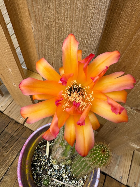 Exquisite 'Pink Topaz' Trichocereus Starters!