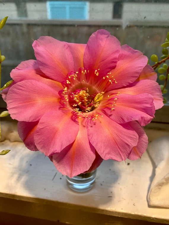 Pink #2 Echinopsis  Cacti Plants!