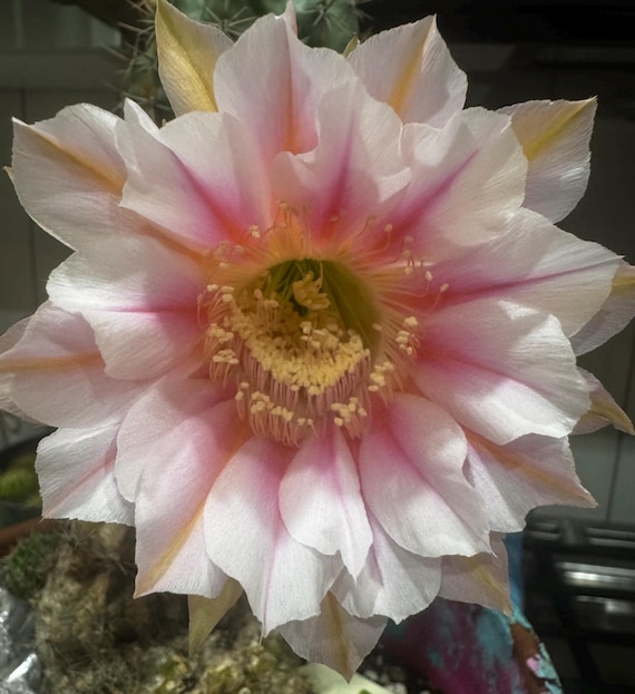 Beautiful 'Marathon' Echinopsis Starter!