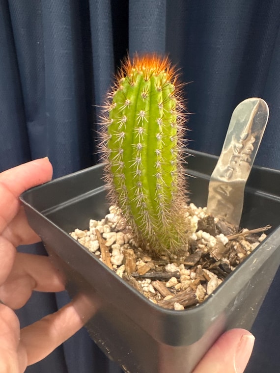 Pretty Woman Hildewintera Hybrid Plant!