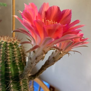 Watermelon Echinopsis Hybrid Blooming Size Plant with Buds!