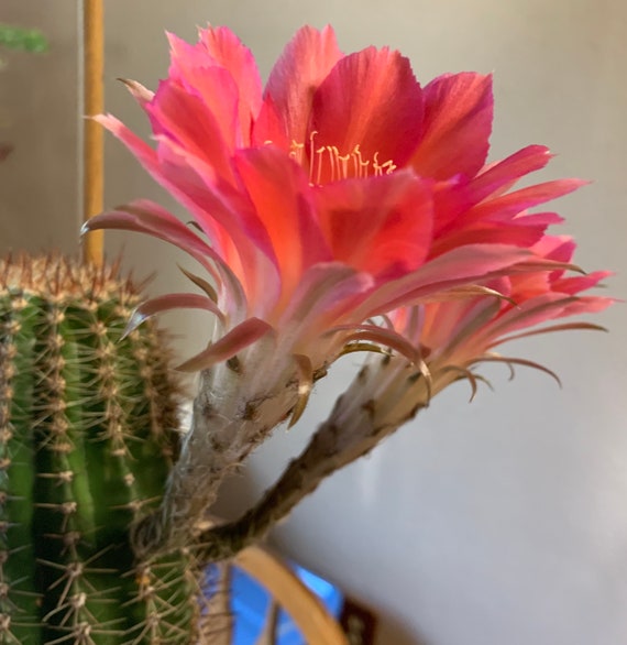 Watermelon Echinopsis Hybrid Blooming Size Plant!