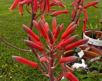 Quart Size Soap Aloe! Hummingbirds!