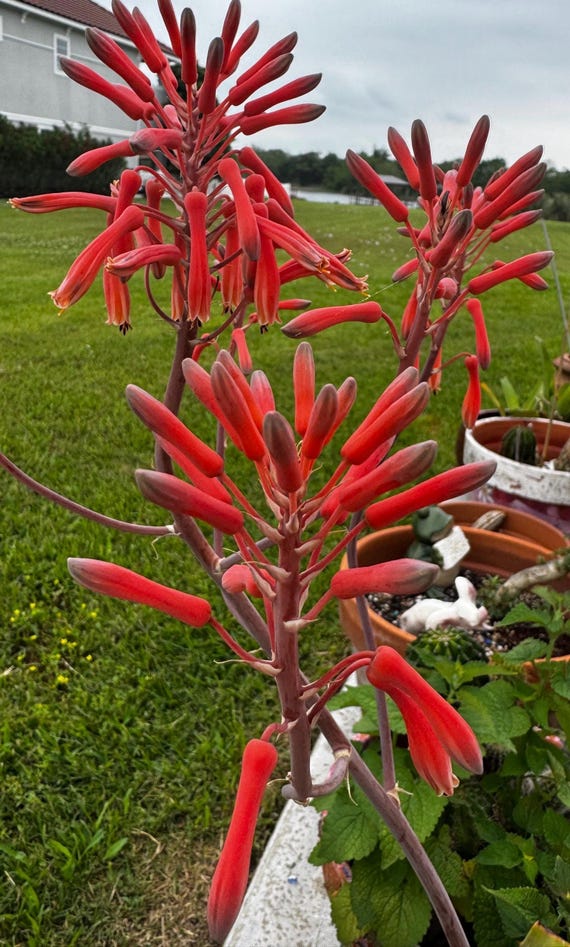 Quart Size Soap Aloe! Hummingbirds!
