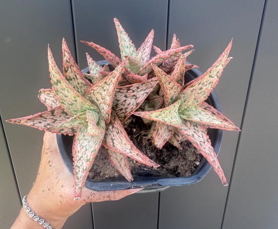 Pink Blush Hybrid Aloe Cluster!