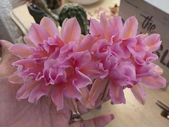 Introducing ‘Petticoat’ Hybrid Echinopsis! Only One!