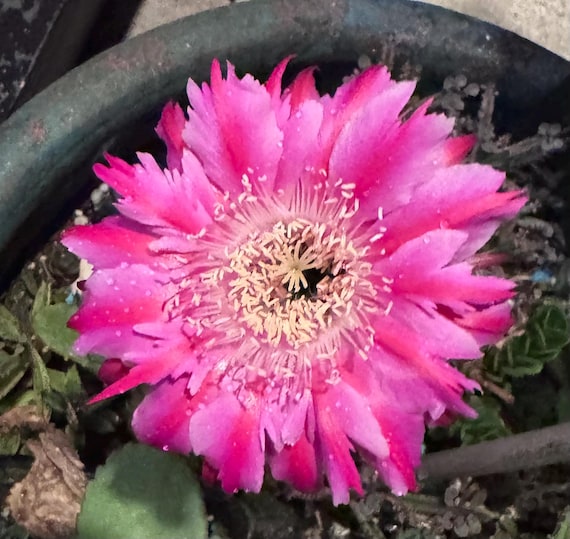 Wow! ‘Freda’ Echinopsis Cactus Starters!