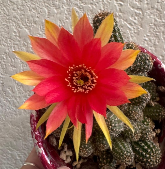 New! Shining Red Peanut Cactus Plants