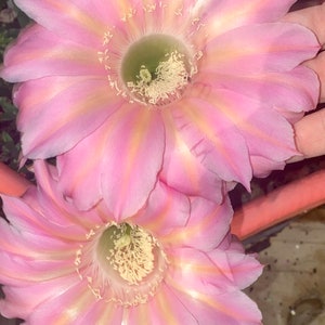 Very Rare! &#39;Sex on the Beach&#39; Echinopsis Rooted Starters!