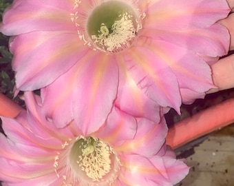 Very Rare! 'Sex on the Beach' Echinopsis Rooted Starters!