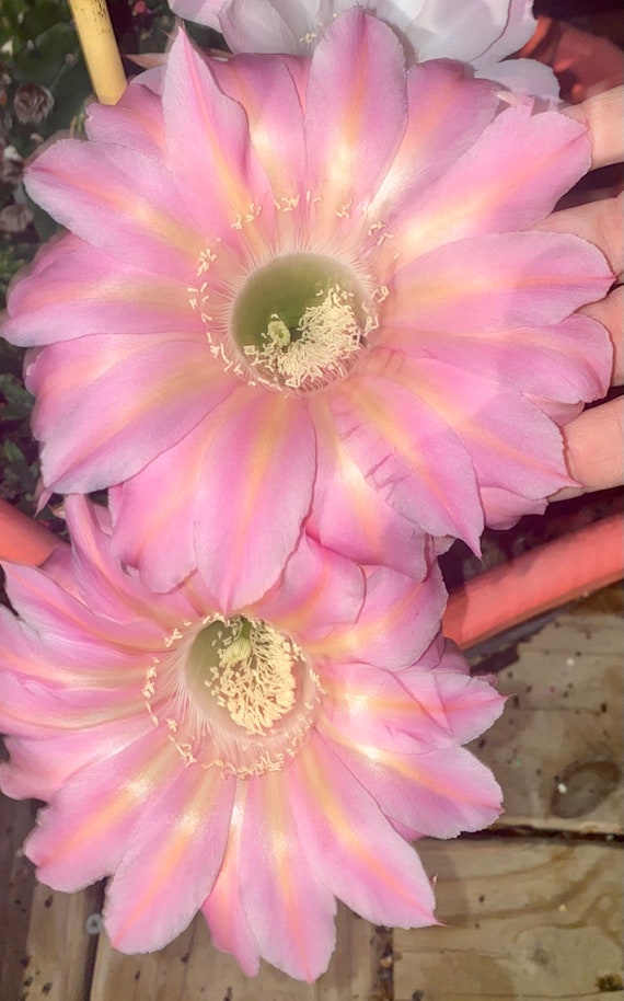 Very Rare! 'Sex on the Beach' Echinopsis Rooted Starters!