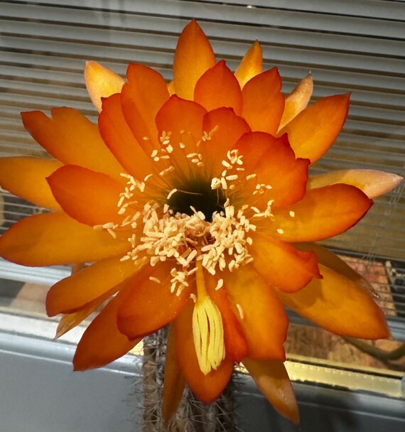 Exquisite 'Pink Topaz' Trichocereus Starter!