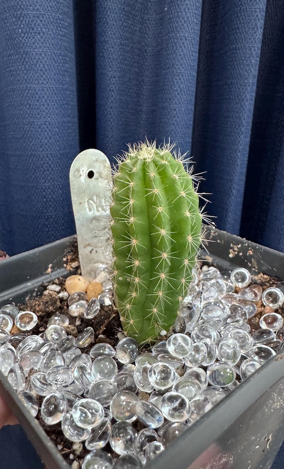 New Offering! Zelly 7 x Zelly 27 Trichocereus Plant!