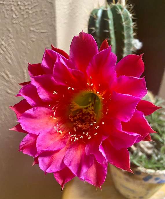 New! 'Yes' Echinopsis Rooted Baby!