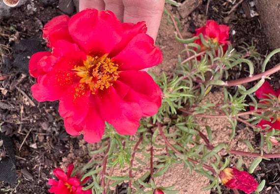 Sizzling Red Portulaca Plants!